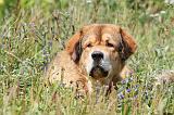 DOGUE DU TIBET 043